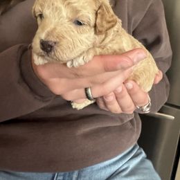 Assorted Doodle Crosses Puppies from Kovalenko Poodles