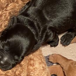 Cavalier King Charles Spaniels, Cavapoos, and Poodles from Melissa's East End Cavaliers