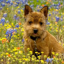 Norwich Terriers and Soft Coated Wheaten Terriers from Shakira Kennels