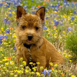 Norwich Terriers and Soft Coated Wheaten Terriers from Shakira Kennels
