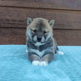 Chia - Red female Shiba Inu puppy in Clayton, Illinois from Adorable-Puppies