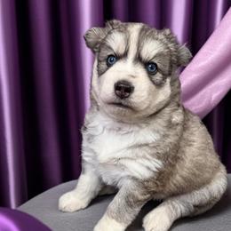 Cream - Agouti and white female Siberian Husky puppy in Sherwood, Oregon from Whiskey River Siberians