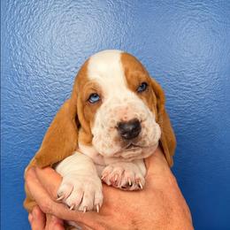 Cash - Red and white male Basset Hound puppy in Bellaire, Ohio from Blessed Bassets
