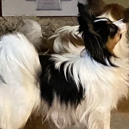 Sweetness - Papillon