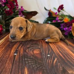 Ulani - Dapple female Dachshund puppy in Florence, Arizona from Doxie Town Az