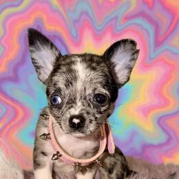 Chihuahua Puppies from Chihuahua casa
