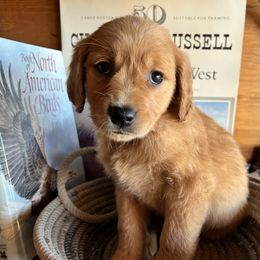 Light Blue - Dark golden female Golden Retriever puppy in Leadore, Idaho from Gunsight Goldens