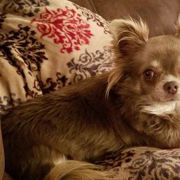 Chihuahuas from FJW Chihuahuas