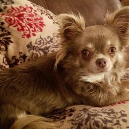 Chihuahuas from FJW Chihuahuas