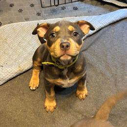 Leana - Blue tri-color female American Bully puppy in Henderson, Kentucky from Medusa’s Bullies