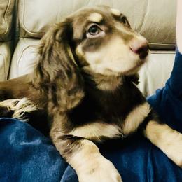 Dachshund Puppies from Meldox