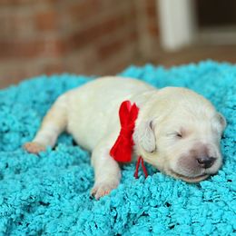Australian Labradoodle, Bernedoodle, and Goldendoodle Puppies from Golden Fields Doodles