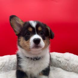 Frost - Black and tan male Pembroke Welsh Corgi puppy in Minooka, Illinois from Lucky J Corgis