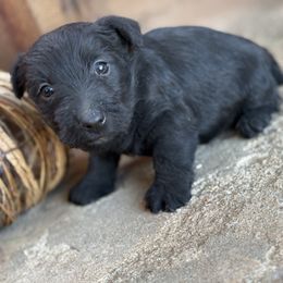 Vixen ( dark green) - Black male Scottish Terrier puppy in Chattanooga, Oklahoma from Lottie Dottie Scottie’s and Papillons
