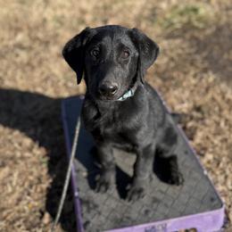 Clover - Black female Labrador Retriever puppy in Derby, Kansas from Wheatland Retrievers