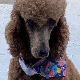Pinkie - Poodle