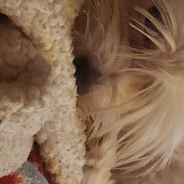 Yorkshire Terriers from Our Yorkie Life