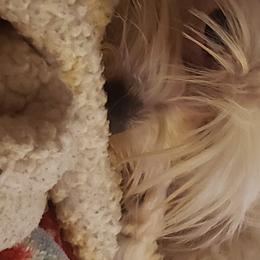 Yorkshire Terriers from Our Yorkie Life