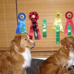Nova Scotia Duck Tolling Retriever All Grown Up from Healing Towards Heeling