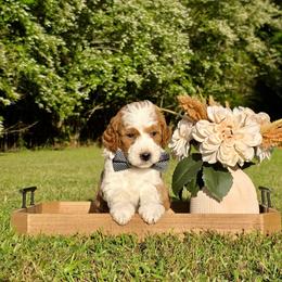 Black boy - Red male Bernedoodle puppy in Silver Creek, Georgia from Sweet Georgia Doodles