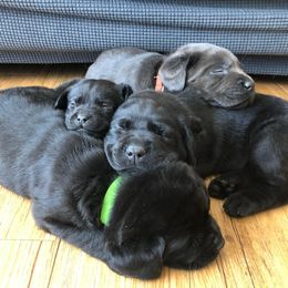 Dilute Retrievers from BR Labradors, LLC