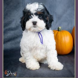 October - Black white and tan female Cockapoo puppy in Connersville, Indiana from Deaz Doodle Ranch