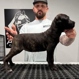 Female 1 - Black brindle female Cane Corso puppy in Cashion, Oklahoma from APEXOK Cane Corsos LLC
