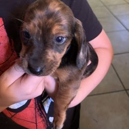 Dachshund Puppies from CC and J Dachshunds