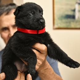 Red Tag - Black female German Shepherd puppy in Jersey City, New Jersey from Von Gonta Haus German Shepherds