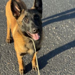 Belgian Malinois Puppies from Fromage Malinois