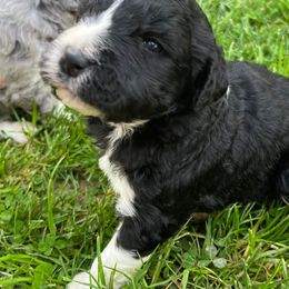 Aussiedoodles and Australian Shepherds from Triple Heart Aussies and Aussiedoodles
