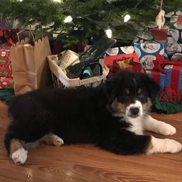 Australian Shepherd Puppies from CinchTight