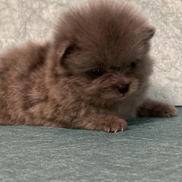 Pomeranian Puppies from Annie’s Animated AKC Pomeranians