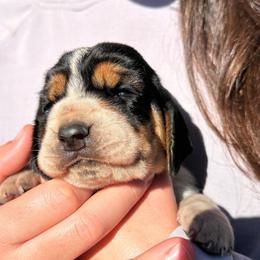 Female 2 - Black brown and white female Basset Hound puppy in Lindley, New York from Hill Top Basset Hounds & Cane Corso