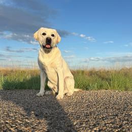 Hank - Labrador Retriever