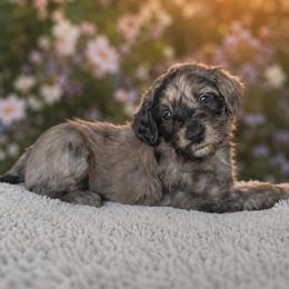 Coco - Merle female Goldendoodle puppy in Englewood, Ohio from The Golden Aussie Co.