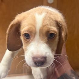 Boy2 - Lemon and white male Beagle puppy in Hollister, California from 831 Beagles