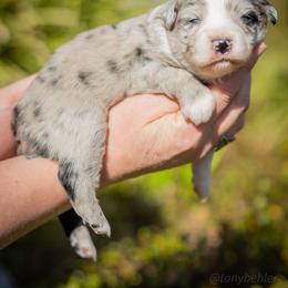 Daisy - Blue merle female Miniature Australian Shepherd puppy in Grants Pass, Oregon from Woodwind Miniatures