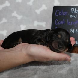 Lady (Pink collar) - Black and cream female Dachshund puppy in Prospect, Oregon from Spunky Sausage Pups