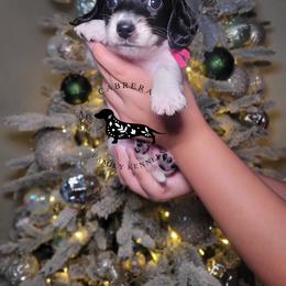 Sally - Piebald female Dachshund puppy in Modesto, California from Cabrera Family Kennels