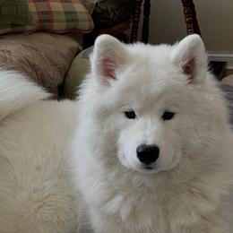 Mia - Samoyed