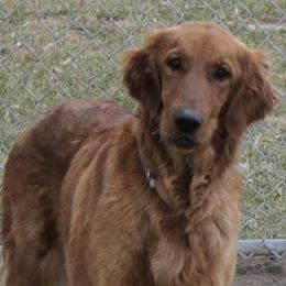 Lava - Golden Retriever