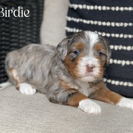Birdie - Blue merle female Bernedoodle puppy in Henry, Illinois from Rowe Farms Doodles