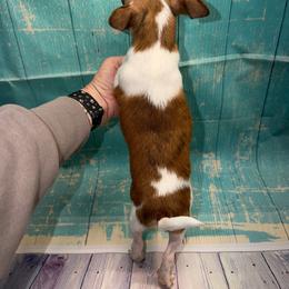 Willy 7342 - Sable spotted white male Chihuahua puppy in Palmyra, Indiana from Country Star Chihuahuas