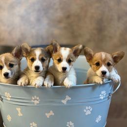 Pembroke Welsh Corgi puppies from Westbrooke Kennels