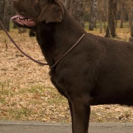 Labrador Retrievers from Triple H Farm