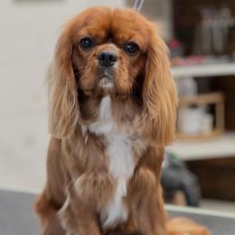 STUD AKC - Ruby male Cavalier King Charles Spaniel puppy in El Campo, Texas from Longhorn Cavaliers