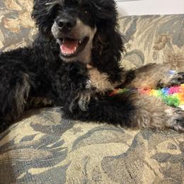 Puppy named George - Phantom male Poodle puppy in Huntsville, Alabama from Heart Song Standard Poodles