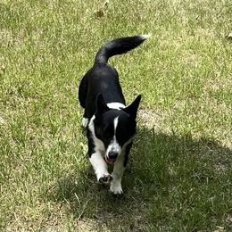 Vinne - Cardigan Welsh Corgi