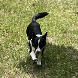 Vinne - Cardigan Welsh Corgi